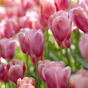 tulipe tardive -menton